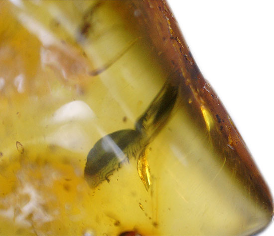 約4000万年前の世界がここに詰まっています!厚みのある、バルト海産虫入り琥珀(その11)