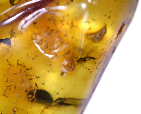 約4000万年前の世界がここに詰まっています!厚みのある、バルト海産虫入り琥珀(その13)