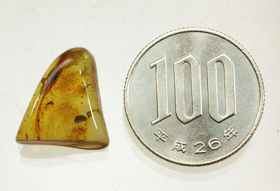 約4000万年前の世界がここに詰まっています!厚みのある、バルト海産虫入り琥珀(その14)