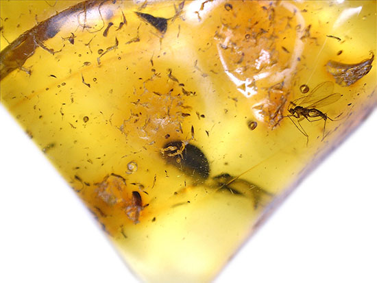 約4000万年前の世界がここに詰まっています!厚みのある、バルト海産虫入り琥珀(その8)