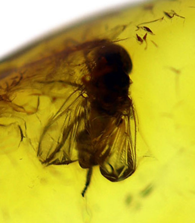 バルト海産標本では余り見かけないベリーレアな虫「ブユ」を内包した上質琥珀（その1）