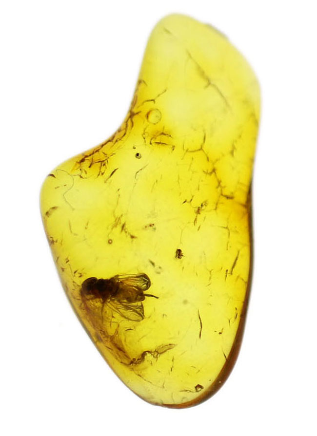 バルト海産標本では余り見かけないベリーレアな虫「ブユ」を内包した上質琥珀（その2）