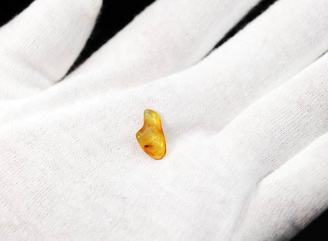 バルト海産標本では余り見かけないベリーレアな虫「ブユ」を内包した上質琥珀(その3)
