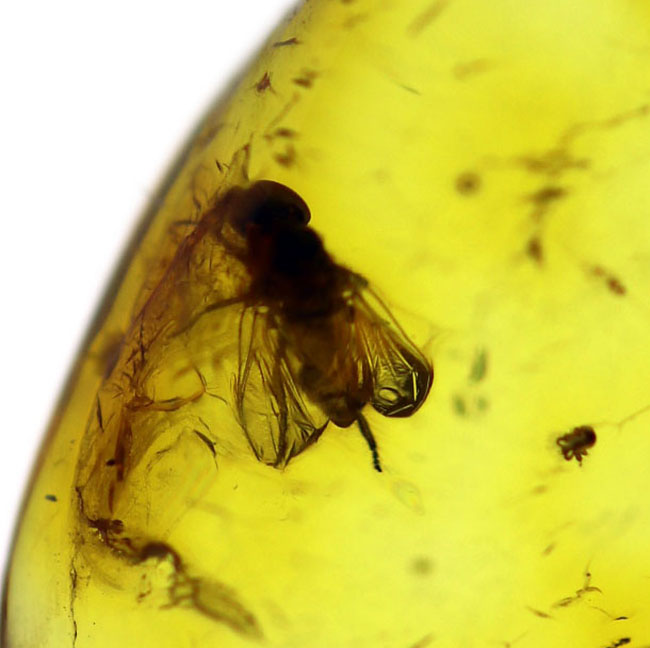 バルト海産標本では余り見かけないベリーレアな虫「ブユ」を内包した上質琥珀(その5)