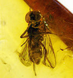 バルト海産標本では余り見かけないベリーレアな虫「ブユ」を内包した上質琥珀