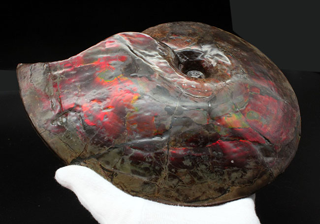 カナダ・コーライト社の正式な証明書付き！遊色アンモナイトの王様、赤に染まった宝石アンモライト（Ammolite）の完全体化石（その3）