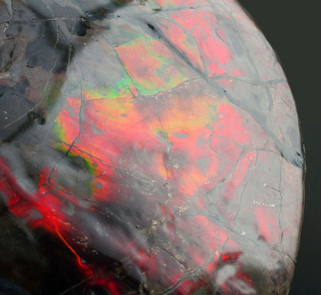 カナダ・コーライト社の正式な証明書付き！遊色アンモナイトの王様、赤に染まった宝石アンモライト（Ammolite）の完全体化石（その4）