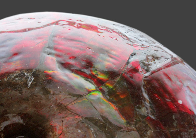 カナダ・コーライト社の正式な証明書付き！遊色アンモナイトの王様、赤に染まった宝石アンモライト（Ammolite）の完全体化石（その6）