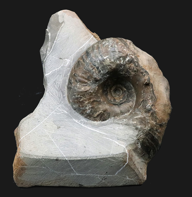 北海道穂別長和産、白亜紀の地層より採集された正常巻きアンモナイト(Ammonite)(その1)
