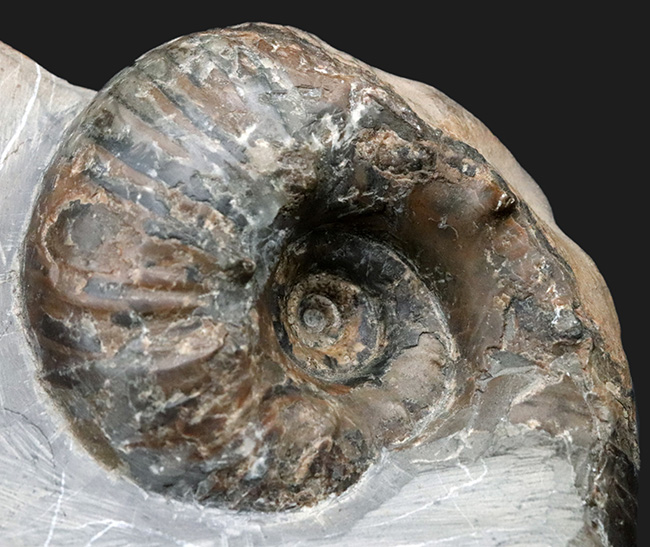 北海道穂別長和産、白亜紀の地層より採集された正常巻きアンモナイト(Ammonite)(その2)