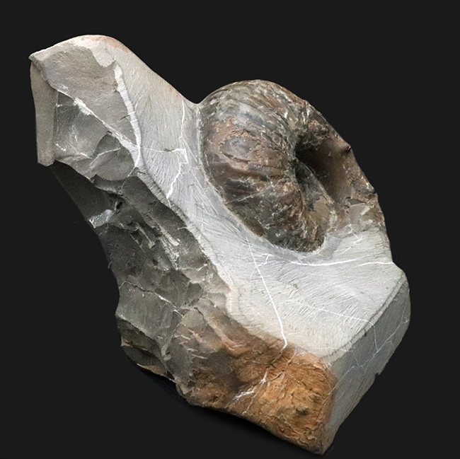 北海道穂別長和産、白亜紀の地層より採集された正常巻きアンモナイト(Ammonite)(その3)