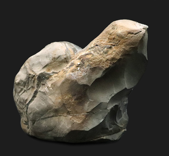 北海道穂別長和産、白亜紀の地層より採集された正常巻きアンモナイト(Ammonite)(その4)