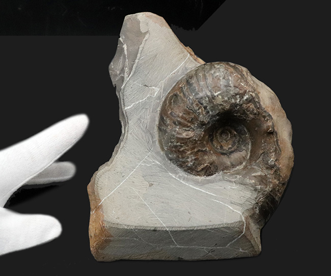 北海道穂別長和産、白亜紀の地層より採集された正常巻きアンモナイト(Ammonite)(その5)