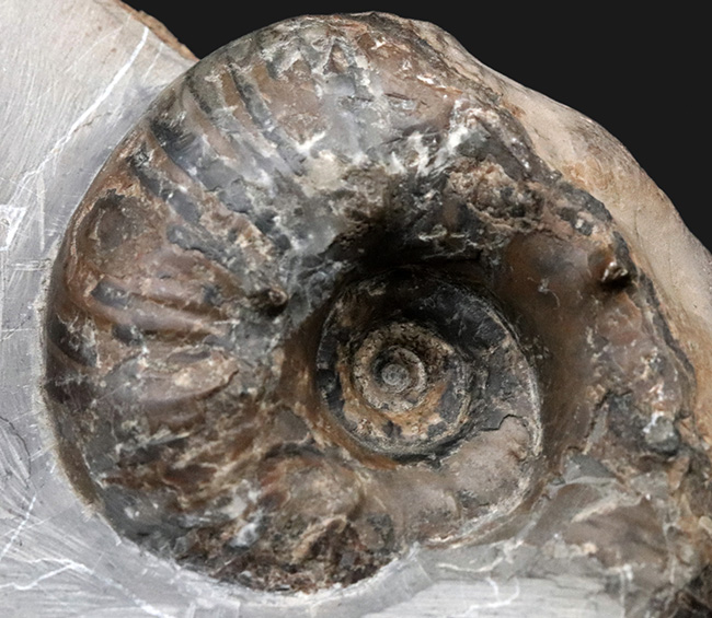 北海道穂別長和産、白亜紀の地層より採集された正常巻きアンモナイト(Ammonite)(その6)