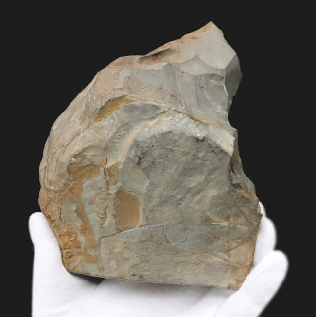 北海道穂別長和産、白亜紀の地層より採集された正常巻きアンモナイト(Ammonite)(その7)