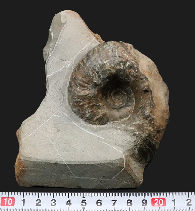 北海道穂別長和産、白亜紀の地層より採集された正常巻きアンモナイト（Ammonite）（その8）