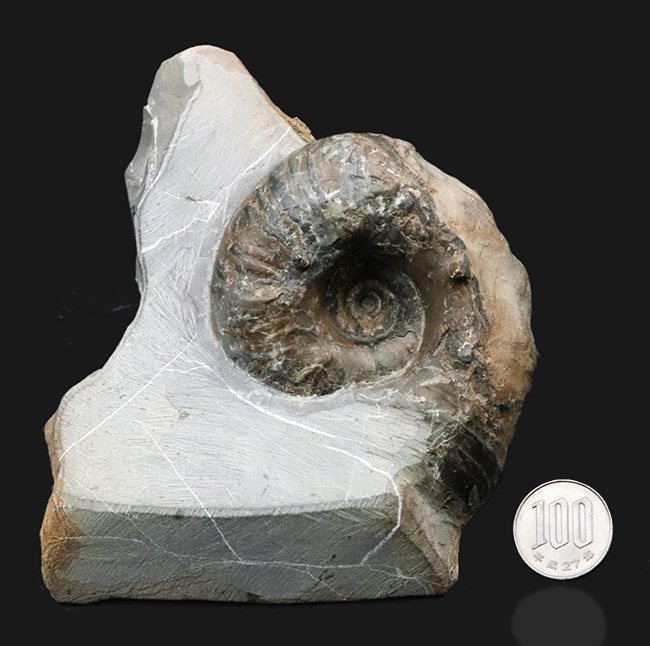 北海道穂別長和産、白亜紀の地層より採集された正常巻きアンモナイト(Ammonite)(その9)