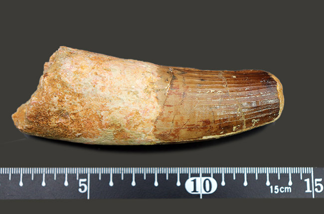 巨大　スピノサウルス歯の化石　212mm これぞ真の巨大歯、モンスターサイズ、それでいて良形という最
