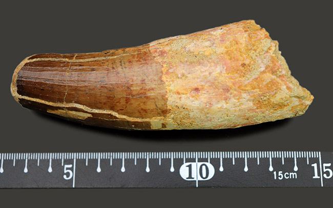 驚きの太さ！長さと太さがほぼ同じ！12センチの巨大歯。全時代