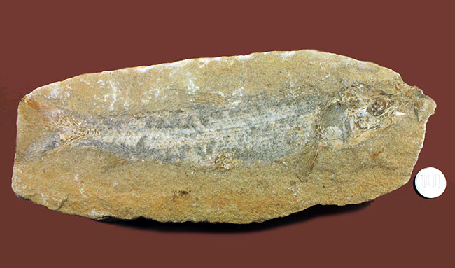 ブラジル・サンタナフォーメーション産の絶滅古代魚（その11）
