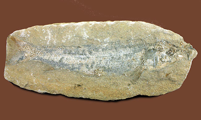 ブラジル・サンタナフォーメーション産の絶滅古代魚（その2）