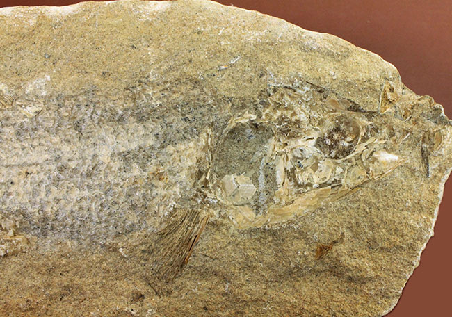 値下げしました！　ブラジル産のレアな古代魚の化石 ブラジル・セアラ層産古代魚ラコレピス。 化石 販売