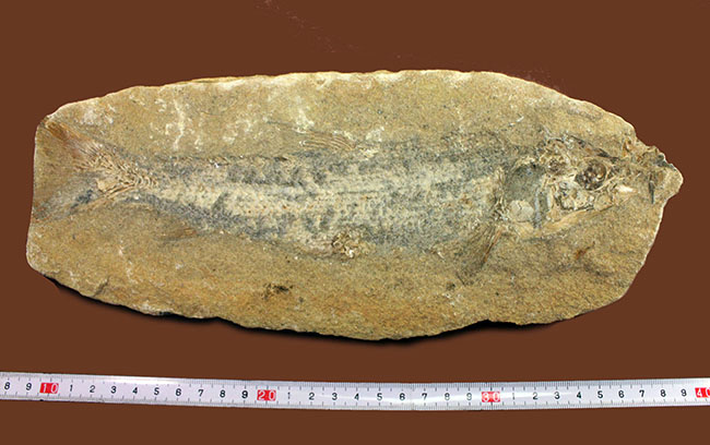 ブラジル・サンタナフォーメーション産の絶滅古代魚 化石 販売
