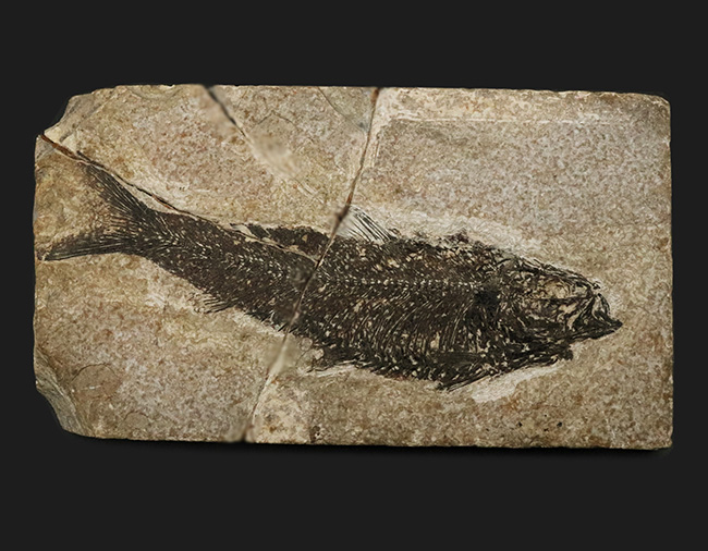 巨大、１３センチ級！保存状態も素晴らし、ワンランク、いやツーランク上の上質品、約５０００万年前の絶滅古代魚、ナイティア（Knightia Eoceana）の魚化石（その1）