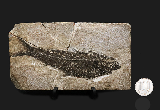 巨大、１３センチ級！保存状態も素晴らし、ワンランク、いやツーランク上の上質品、約５０００万年前の絶滅古代魚、ナイティア（Knightia Eoceana）の魚化石（その10）