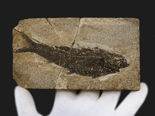 巨大、１３センチ級！保存状態も素晴らし、ワンランク、いやツーランク上の上質品、約５０００万年前の絶滅古代魚、ナイティア（Knightia Eoceana）の魚化石（その2）