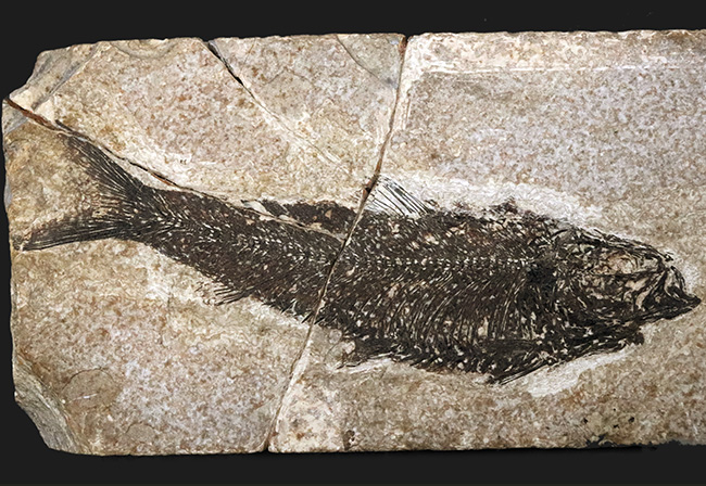 巨大、１３センチ級！保存状態も素晴らし、ワンランク、いやツーランク上の上質品、約５０００万年前の絶滅古代魚、ナイティア（Knightia Eoceana）の魚化石（その3）