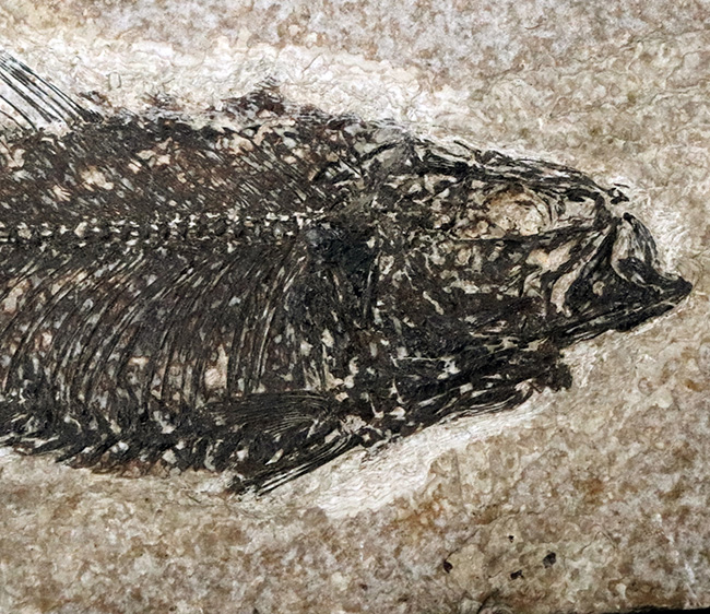 巨大、１３センチ級！保存状態も素晴らし、ワンランク、いやツーランク上の上質品、約５０００万年前の絶滅古代魚、ナイティア（Knightia Eoceana）の魚化石（その4）