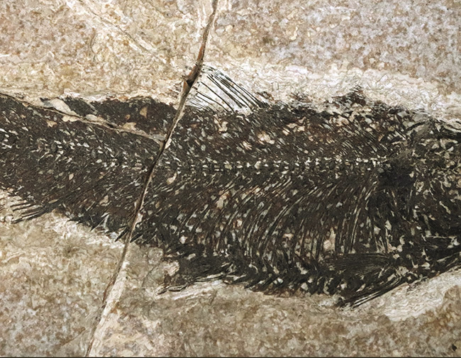 巨大、１３センチ級！保存状態も素晴らし、ワンランク、いやツーランク上の上質品、約５０００万年前の絶滅古代魚、ナイティア（Knightia Eoceana）の魚化石（その5）