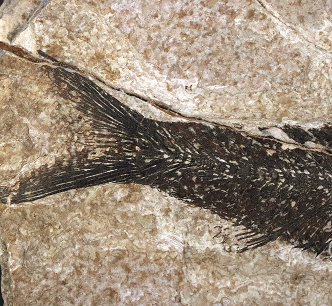 巨大、１３センチ級！保存状態も素晴らし、ワンランク、いやツーランク上の上質品、約５０００万年前の絶滅古代魚、ナイティア（Knightia Eoceana）の魚化石（その6）