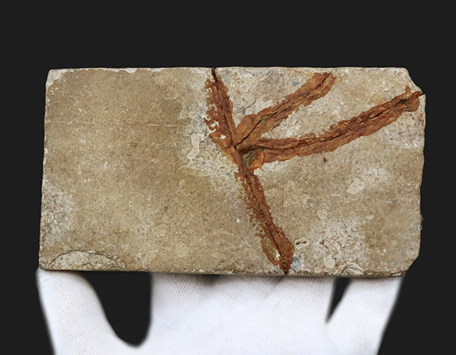 巨大、１３センチ級！保存状態も素晴らし、ワンランク、いやツーランク上の上質品、約５０００万年前の絶滅古代魚、ナイティア（Knightia Eoceana）の魚化石（その7）