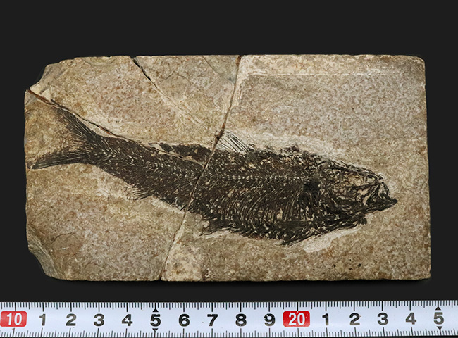 巨大、１３センチ級！保存状態も素晴らし、ワンランク、いやツーランク上の上質品、約５０００万年前の絶滅古代魚、ナイティア（Knightia Eoceana）の魚化石（その9）