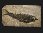 巨大、１３センチ級！保存状態も素晴らし、ワンランク、いやツーランク上の上質品、約５０００万年前の絶滅古代魚、ナイティア（Knightia Eoceana）の魚化石