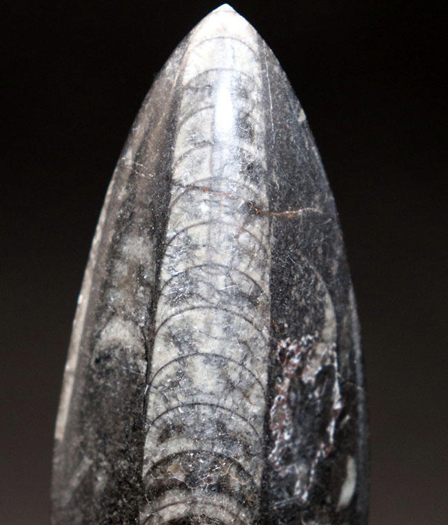 まだ大地に恐竜が闊歩する前の時代の海中に棲息していた、直線的な殻を持つ頭足類の仲間、オルソセラス(Orthoceras)の化石(その2)
