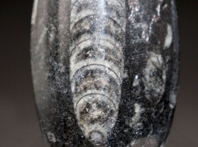 まだ大地に恐竜が闊歩する前の時代の海中に棲息していた、直線的な殻を持つ頭足類の仲間、オルソセラス(Orthoceras)の化石(その3)