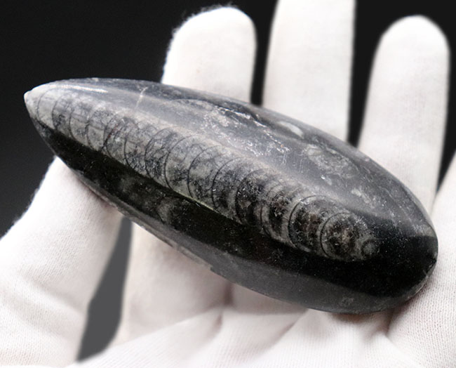 まだ大地に恐竜が闊歩する前の時代の海中に棲息していた、直線的な殻を持つ頭足類の仲間、オルソセラス(Orthoceras)の化石(その4)