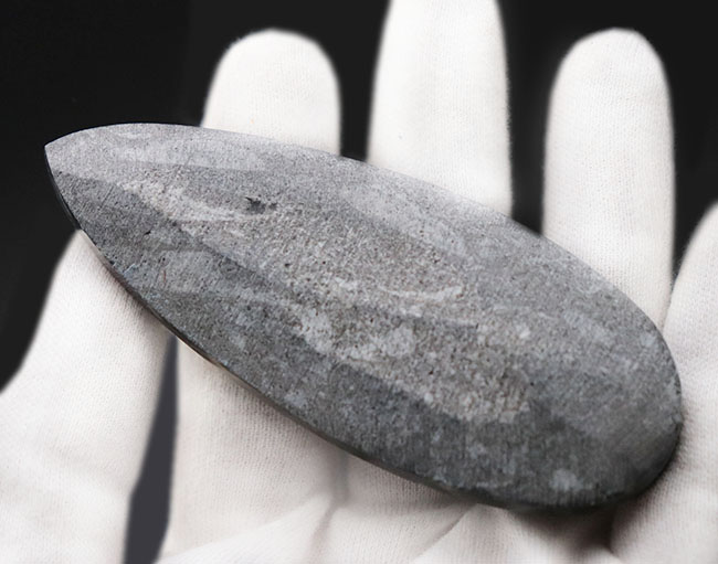 まだ大地に恐竜が闊歩する前の時代の海中に棲息していた、直線的な殻を持つ頭足類の仲間、オルソセラス(Orthoceras)の化石(その5)