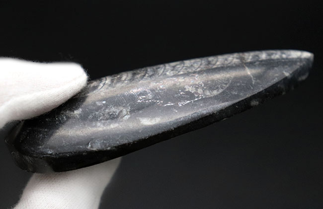 まだ大地に恐竜が闊歩する前の時代の海中に棲息していた、直線的な殻を持つ頭足類の仲間、オルソセラス(Orthoceras)の化石(その6)
