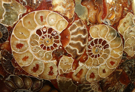 30cm弱、インテリアとしてアンモナイトを楽しむ（高級台座付き