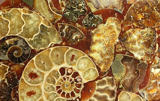 30cm弱、インテリアとしてアンモナイトを楽しむ（高級台座付き