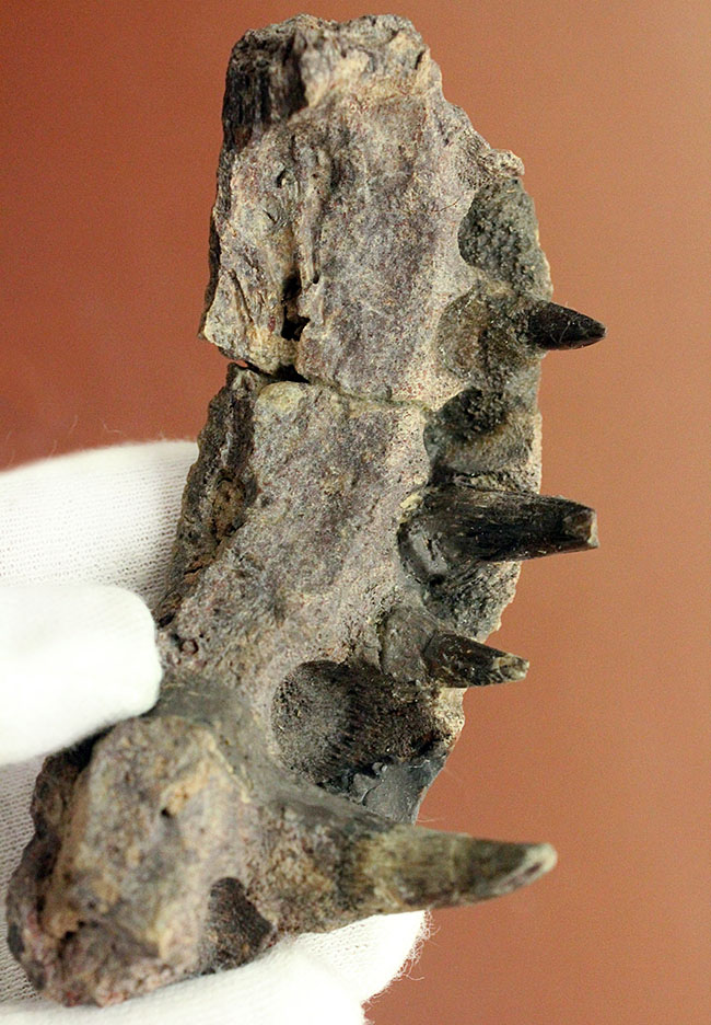 エクストリームレア！古生代ペルム紀の北米に生息していた半水生の巨大絶滅両生類、エリオプス（Eryops megacephalus）の顎の化石（その1）