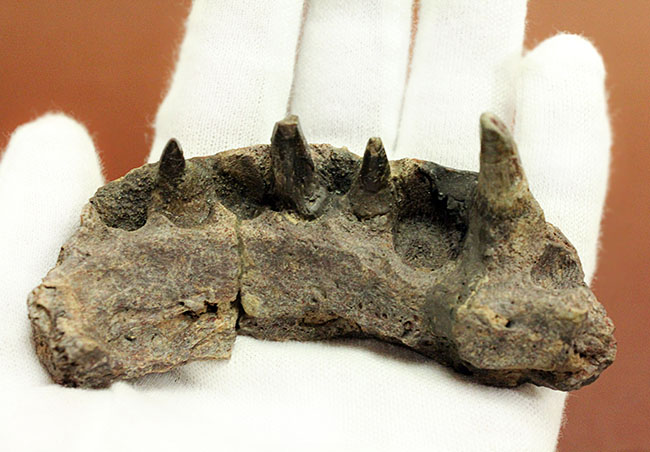 エクストリームレア！古生代ペルム紀の北米に生息していた半水生の巨大絶滅両生類、エリオプス（Eryops megacephalus）の顎の化石（その13）