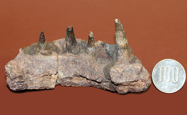 エクストリームレア！古生代ペルム紀の北米に生息していた半水生の巨大絶滅両生類、エリオプス（Eryops megacephalus）の顎の化石（その15）