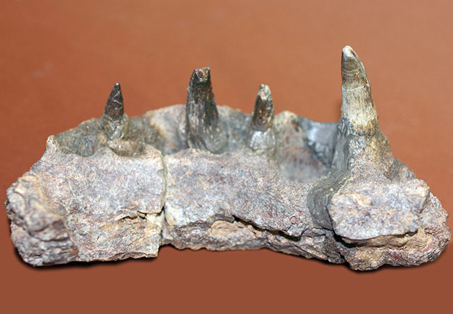 エクストリームレア！古生代ペルム紀の北米に生息していた半水生の巨大絶滅両生類、エリオプス（Eryops megacephalus）の顎の化石（その3）