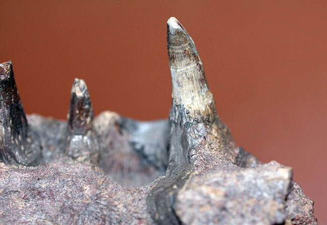 エクストリームレア！古生代ペルム紀の北米に生息していた半水生の巨大絶滅両生類、エリオプス（Eryops megacephalus）の顎の化石（その5）