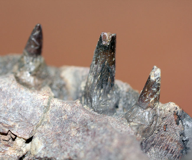 エクストリームレア！古生代ペルム紀の北米に生息していた半水生の巨大絶滅両生類、エリオプス（Eryops megacephalus）の顎の化石（その6）